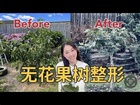 無花果樹 風水|無花果樹的風水寓意和擺放位置